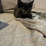 Artémis a rejoint le concours — aidez-le/la à gagner de superbes lots ! kitten, black_cat, pet, animal, feline, indoor, blanket, cozy, cute, young, fur, whiskers, ears, resting, small, home, soft, couch, comfort, relaxation