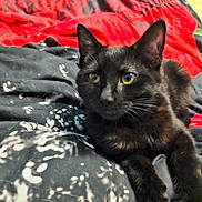 Artémis a rejoint le concours — aidez-le/la à gagner de superbes lots ! animal, bed, black, black_cat, blanket, cat, closeup, cozy, cute, domestic_animal, ears, eyes, feline, fur, indoor, pattern, pet, red, resting, whiskers