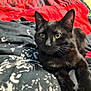 animal, bed, black, black_cat, blanket, cat, closeup, cozy, cute, domestic_animal, ears, eyes, feline, fur, indoor, pattern, pet, red, resting, whiskers