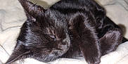 Artémis participe au concours pour gagner de l'argent avec cette photo : cat, black_cat, sleeping, fur, pet, animal, cozy, blanket, soft, cute, whiskers, closeup, resting, indoor, feline, nap, relaxation, adorable, fur_texture, peaceful