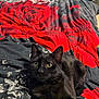 Artémis participe au concours pour gagner de l'argent avec cette photo : animal, bed, bedspread, black_cat, cat, close_up, cozy, curious, domestic_cat, ears, eyes, feline, fur, home, indoor, lying_down, pet, red_rose_pattern, resting, whiskers