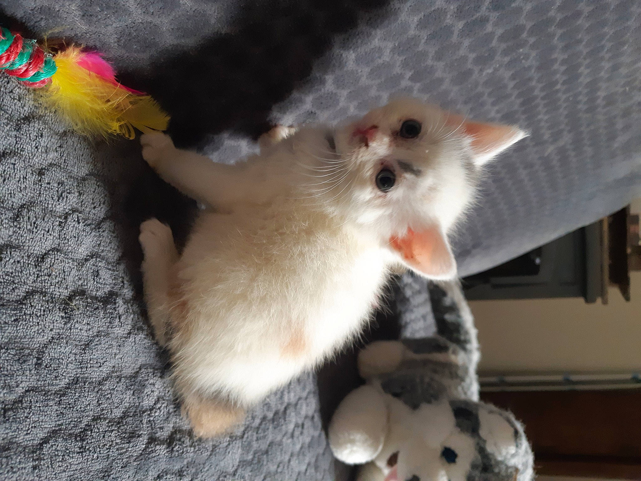 Aithusa a rejoint le concours — aidez-le/la à gagner de superbes lots ! canidae, carnivore, cat, cat_toy, claw, companion_dog, dog_breed, domestic_short_haired_cat, fawn, felidae, foot, fur, mouse, paw, small_to_medium_sized_cats, sporting_group, tail, whiskers