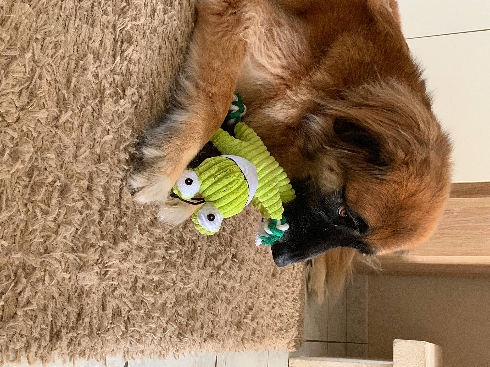 Bounty participe au concours pour gagner de l'argent avec cette photo : ball, canidae, carnivore, cat_toy, dog, dog_breed, dog_toy, fawn, fur, golden_retriever, sporting_group, tennis_ball