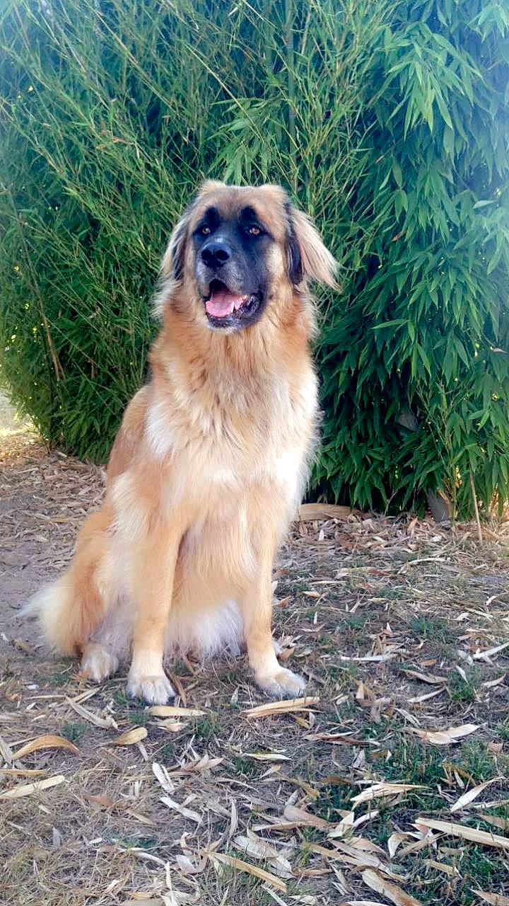 Bounty a rejoint le concours — aidez-le/la à gagner de superbes lots ! aidi, canidae, carnivore, companion_dog, dog, dog_breed, estrela_mountain_dog, fawn, guard_dog, hovawart, leonberger, mammal, moscow_watchdog, sarplaninac, sporting_group, vertebrate, working_dog