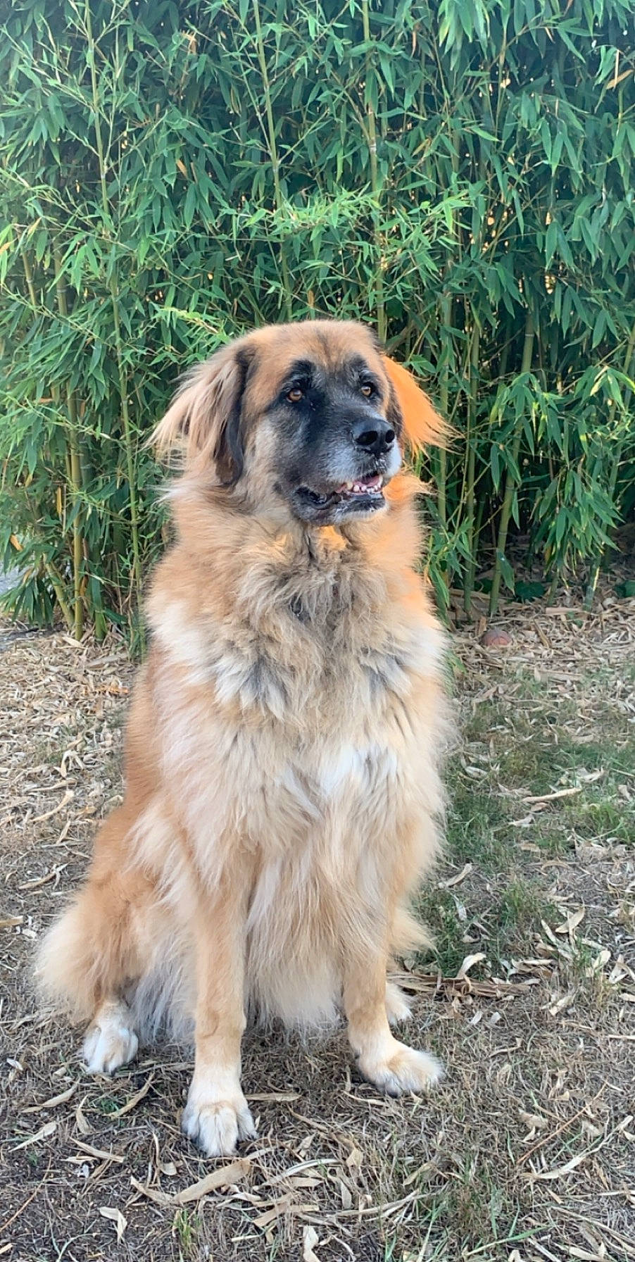 Bounty participe au concours pour gagner de l'argent avec cette photo : ancient_dog_breeds, canidae, carnivore, carpathian_shepherd_dog, caucasian_shepherd_dog, dog, dog_breed, estrela_mountain_dog, fawn, leonberger, mammal, moscow_watchdog, sarplaninac, sporting_group, vertebrate