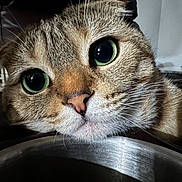 Simba is registered to the contest to win money with this photo: cat, close_up, green_eyes, whiskers, fur, pet, animal, indoor, bowl, resting, curious, face, portrait, feline, domestic_cat, cute, looking, closeup, muzzle, tabby