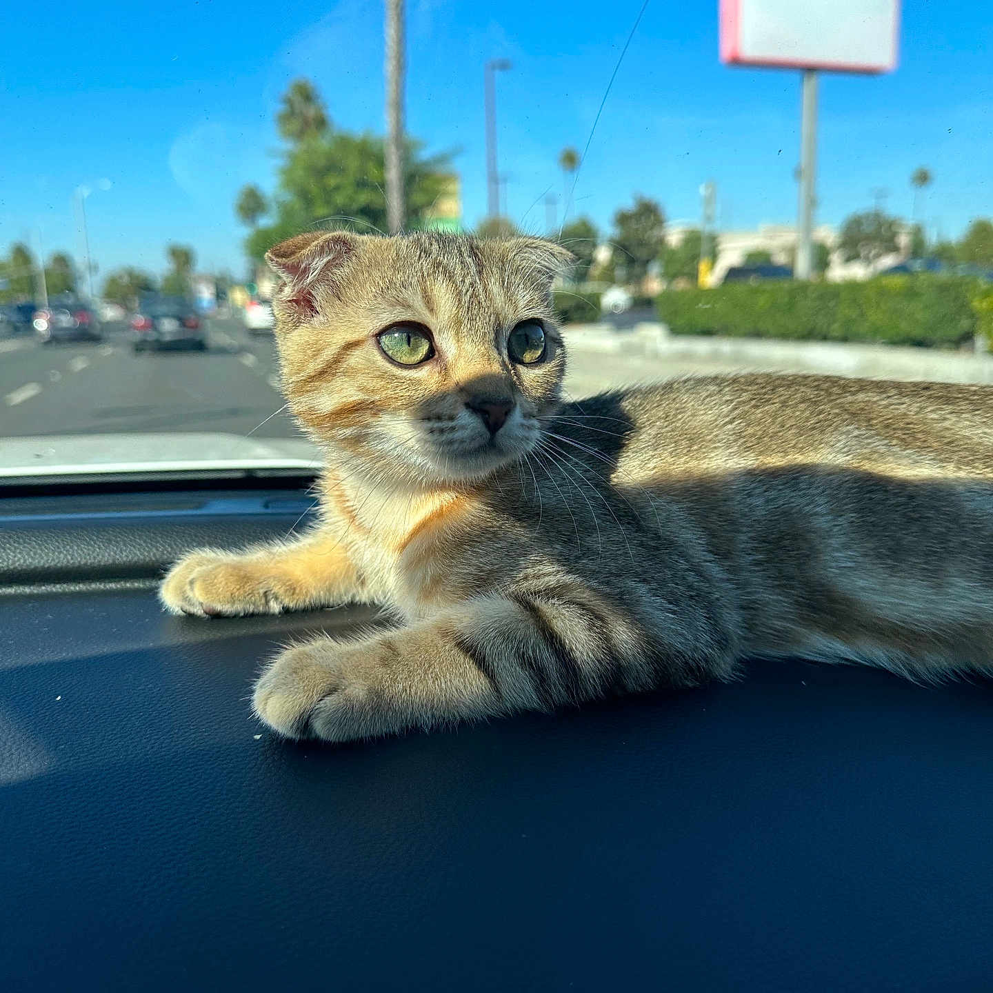 Simba