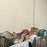 cat, feline, indoor, basket, laundry, snack_bag, wall, door, household, pet, relaxed, resting, tabby, calico, fur, ears, whiskers, paws, container, cozy