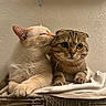 Simba joined the competition — help win amazing prizes! cat, cats, feline, pets, cute, affection, kiss, basket, cozy, fur, whiskers, ears, paws, indoor, companionship, animal, closeup, friendship, domestic, portrait