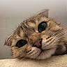Simba is registered to the contest to win money with this photo: cat, pet, animal, close_up, face, whiskers, fur, nose, eyes, soft_surface, indoors, notification, lock_screen, time, date, phone_screen, technology, cute, curious, portrait