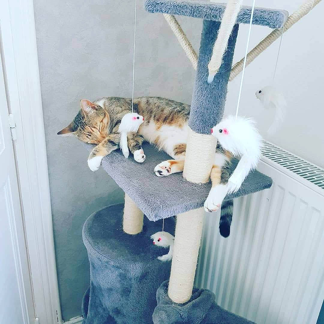 Paillette a rejoint le concours — aidez-le/la à gagner de superbes lots ! armrest, carnivore, cat, cat_supply, chair, comfort, domestic_short_haired_cat, fawn, felidae, fur, outdoor_furniture, pet_supply, room, shelf, sitting, small_to_medium_sized_cats, tail, tree, whiskers