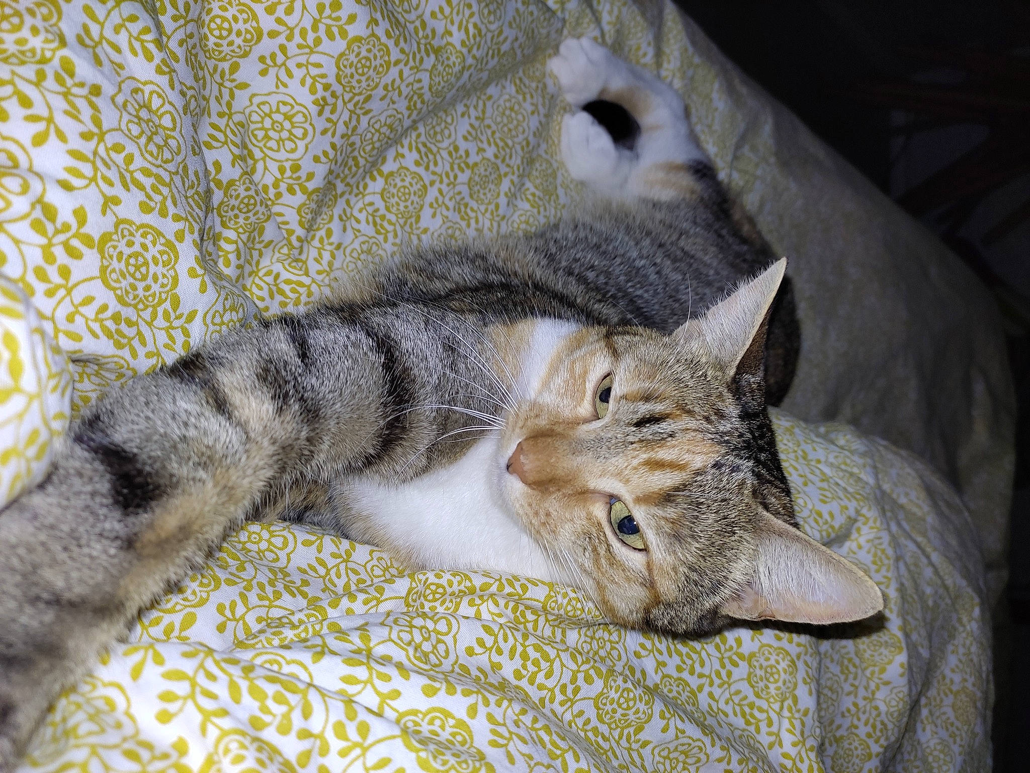 Paillette a rejoint le concours — aidez-le/la à gagner de superbes lots ! carnivore, cat, claw, comfort, couch, domestic_short_haired_cat, felidae, fur, grey, linens, nap, pattern, paw, sleep, small_to_medium_sized_cats, snout, tail, terrestrial_animal, whiskers, window