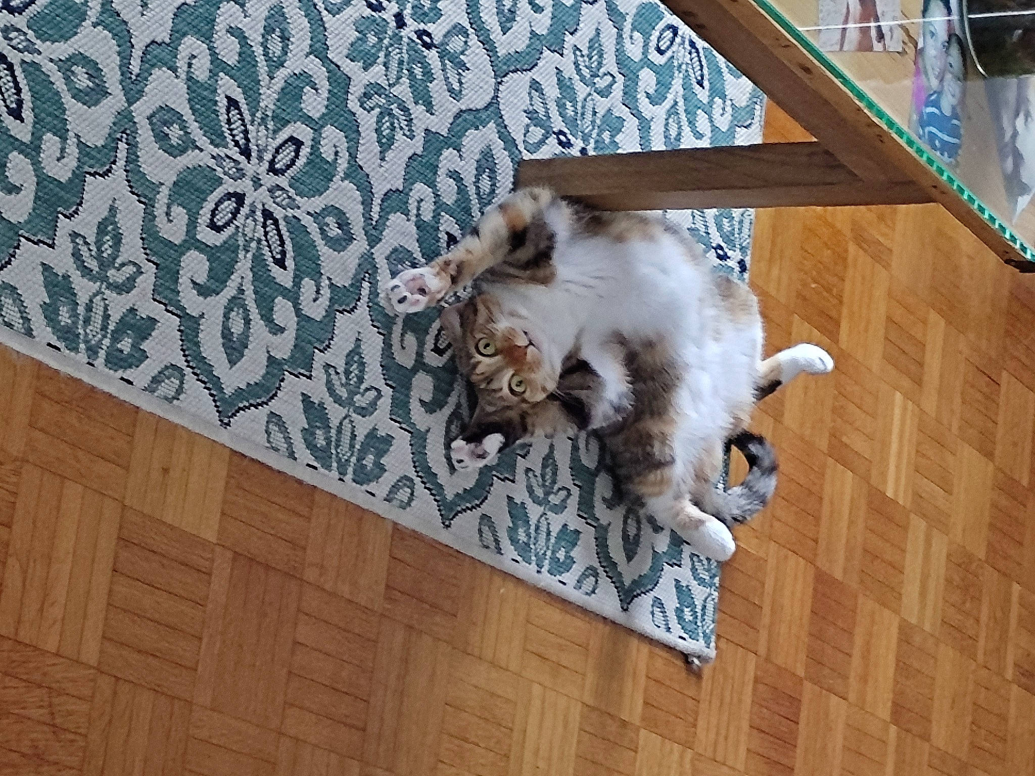 Paillette a rejoint le concours — aidez-le/la à gagner de superbes lots ! carnivore, cat, companion_dog, dog_breed, domestic_short_haired_cat, felidae, floor, flooring, fur, grey, hardwood, pattern, rectangle, room, small_to_medium_sized_cats, tail, tile, whiskers, wood, wood_flooring