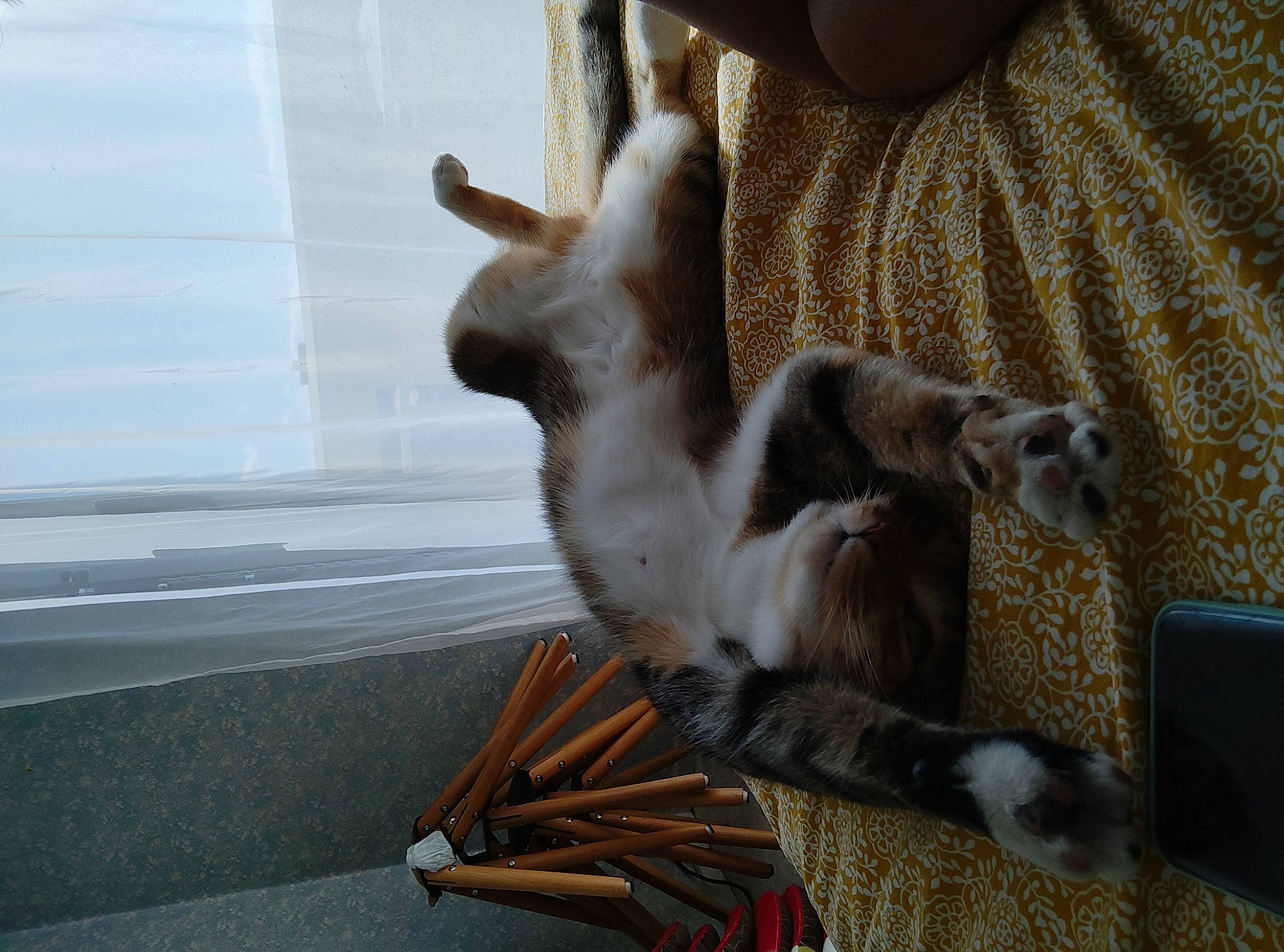 Paillette participe au concours pour gagner de l'argent avec cette photo : comfort, companion_dog, fawn, felidae, foot, fur, paw, primate, small_to_medium_sized_cats, sporting_group, tail, terrestrial_animal, whiskers, wood