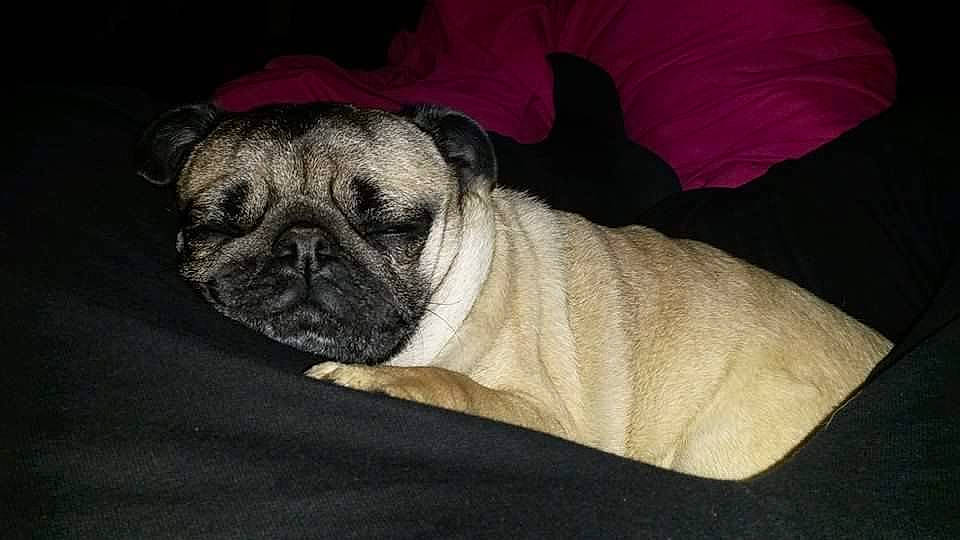 Heasy a rejoint le concours — aidez-le/la à gagner de superbes lots ! canidae, carnivore, comfort, companion_dog, dog, dog_breed, eye, fawn, fur, head, linens, nap, pug, puppy, snout, sporting_group, terrestrial_animal, toy_dog, whiskers, wrinkle