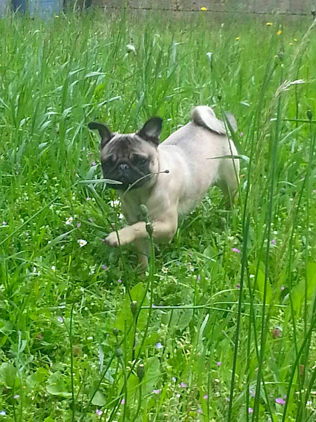 Heasy participe au concours pour gagner de l'argent avec cette photo : carnivore, companion_dog, dog, dog_breed, fawn, felidae, grass, grass_family, grassland, groundcover, lawn, pasture, plant, prairie, pug, snout, sporting_group, tail, terrestrial_animal, working_animal