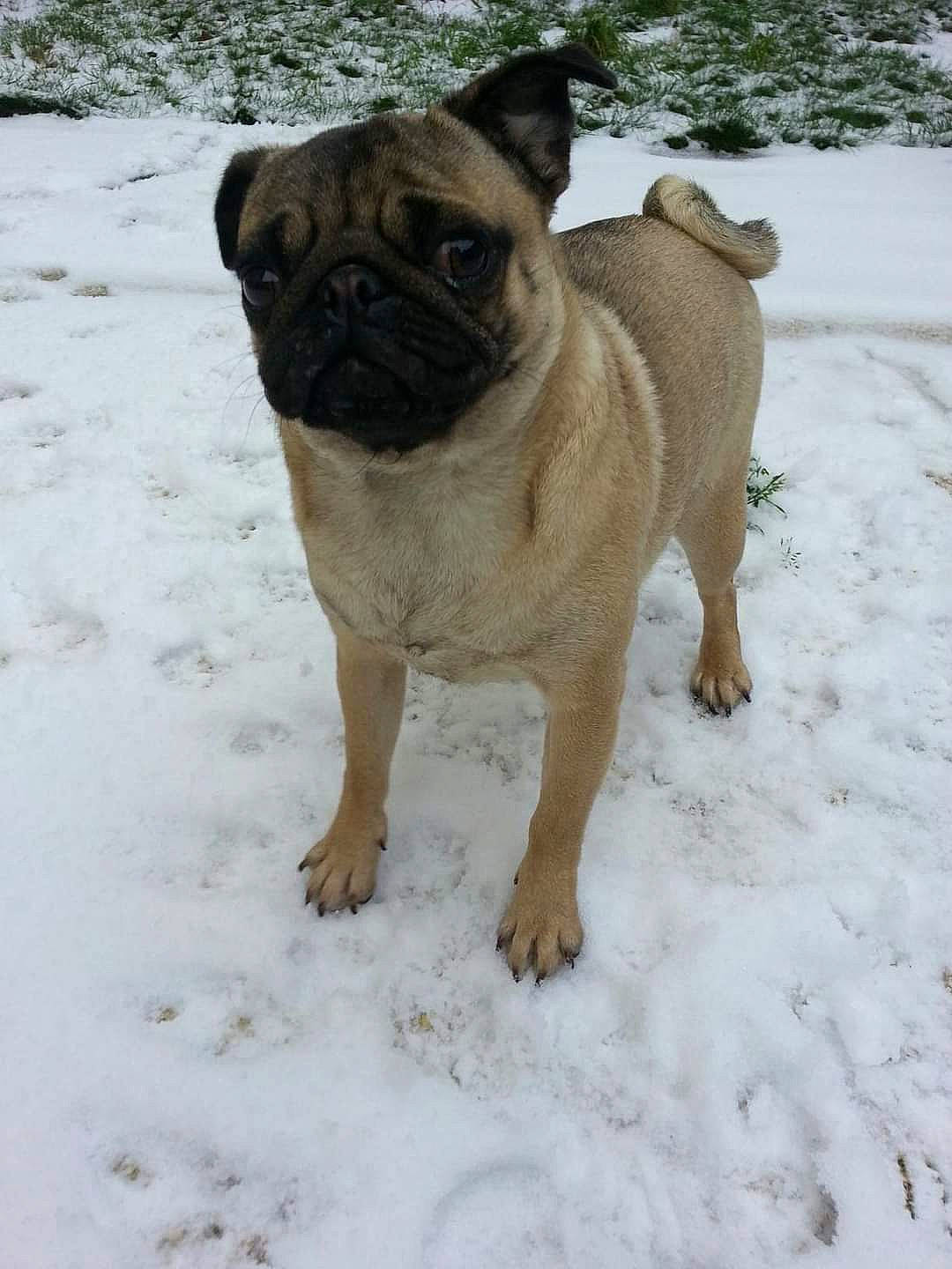 Heasy participe au concours pour gagner de l'argent avec cette photo : bulldog, canidae, carnivore, companion_dog, dog, dog_breed, fawn, fur, mammal, pug, snout, snow, sporting_group, terrestrial_animal, toy_dog, vertebrate, whiskers, winter, working_animal, wrinkle
