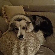 Bella a rejoint le concours — aidez-le/la à gagner de superbes lots ! dog, couch, pillow, fluffy, resting, indoors, cozy, sleepy, fur, pet, animal, home, relaxing, curled_up, brown, white, black, furniture, blanket, comfort