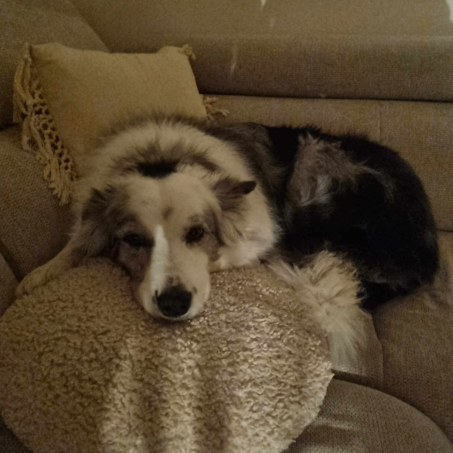 Bella a rejoint le concours — aidez-le/la à gagner de superbes lots ! dog, couch, pillow, fluffy, resting, indoors, cozy, sleepy, fur, pet, animal, home, relaxing, curled_up, brown, white, black, furniture, blanket, comfort