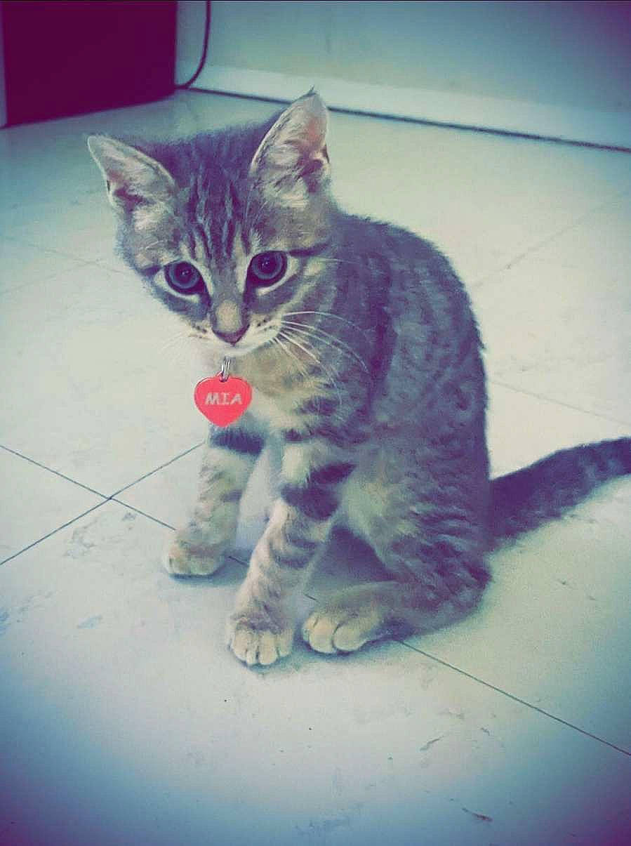 Mia participe au concours pour gagner de l'argent avec cette photo : carnivore, cat, claw, domestic_short_haired_cat, electric_blue, eye, felidae, fur, paw, sitting, sky, small_to_medium_sized_cats, snout, square, tail, whiskers