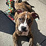 Ruby a rejoint le concours — aidez-le/la à gagner de superbes lots ! animal, brindle, canine, cute, dog, ears, looking_at_camera, outdoor, pavement, pet, pet_toy, playful, puppy, resting, rope_toy, stone, sunlight, toy, white_paws, young_dog