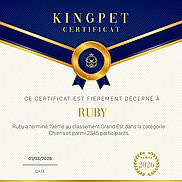 Ruby a rejoint le concours — aidez-le/la à gagner de superbes lots ! certificate, award, kingpet, medal, ribbon, gold_trim, navy_blue, decorative_border, laurel_wreath, emblem, dog_icon, pet_award, name_ruby, french_text, date, 2026, striped_background, elegant_design, logo, typography