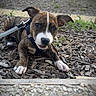animal, brindle, canine, close_up, curious, dog, ears_up, face, ground, leash, nature, outdoor, pet, playful, puppy, small_dog, walking, white_paws, wood_chips, young_dog
