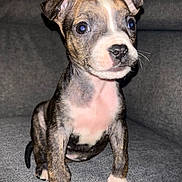 Ruby participe au concours pour gagner de l'argent avec cette photo : brindle, closeup, couch, cute, dog, domestic_animal, eyes, flash_photography, friendly, fur, indoor, nose, paws, pet, portrait, puppy, sitting, sofa, whiskers, young_puppy