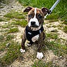 Ruby a rejoint le concours — aidez-le/la à gagner de superbes lots ! alert, animal, brindle, canine, cute, dirt_path, dog, ears, grass, harness, leash, nature, outdoor, pet, portrait, puppy, sitting, walk, white_paws, young_dog