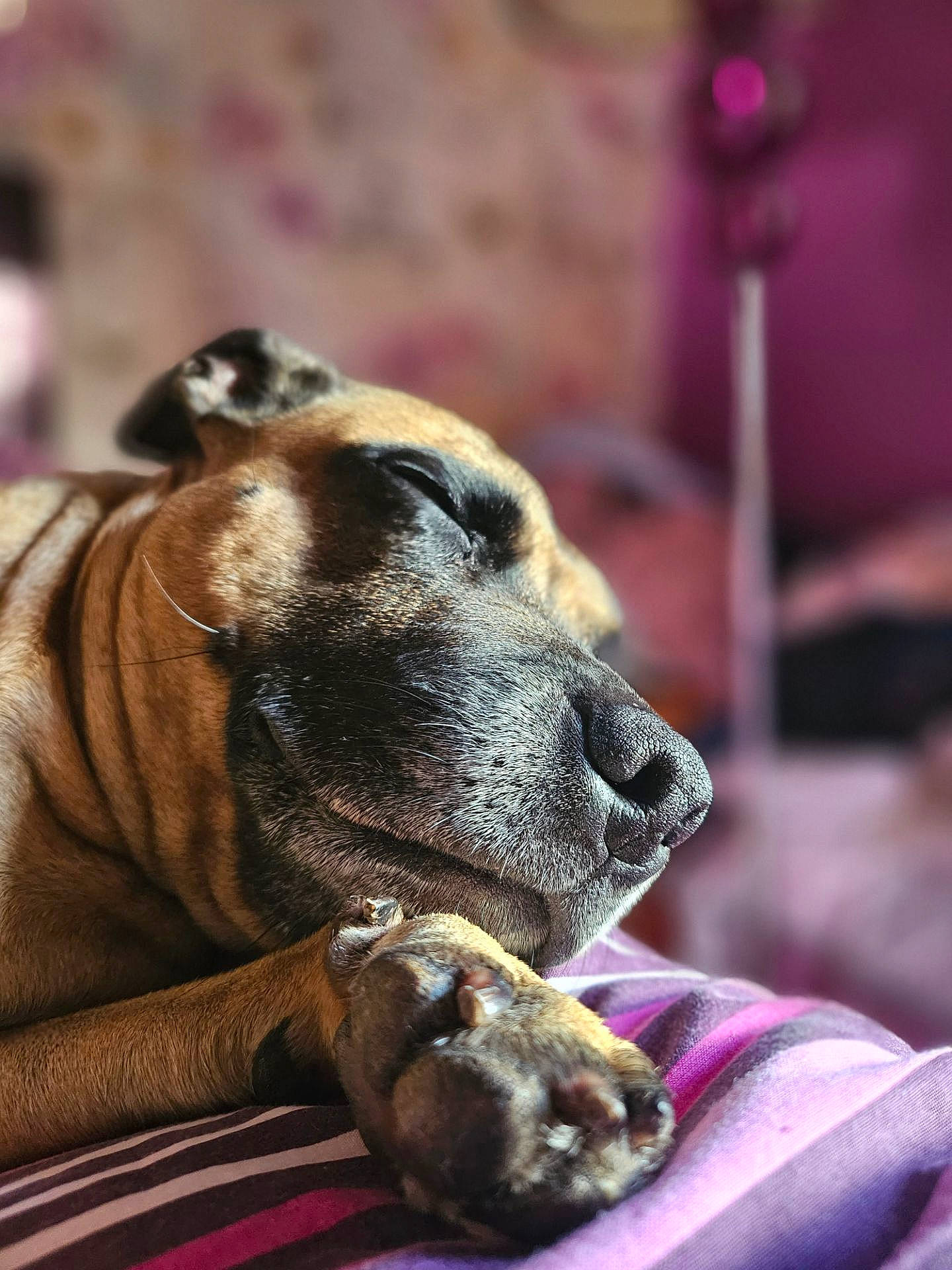 Narley is registered to the contest to win money with this photo: biting, bored, canidae, carnivore, collar, comfort, companion_dog, dog, dog_breed, fawn, fur, guard_dog, nap, snout, sporting_group, terrestrial_animal, whiskers, working_animal, working_dog, wrinkle