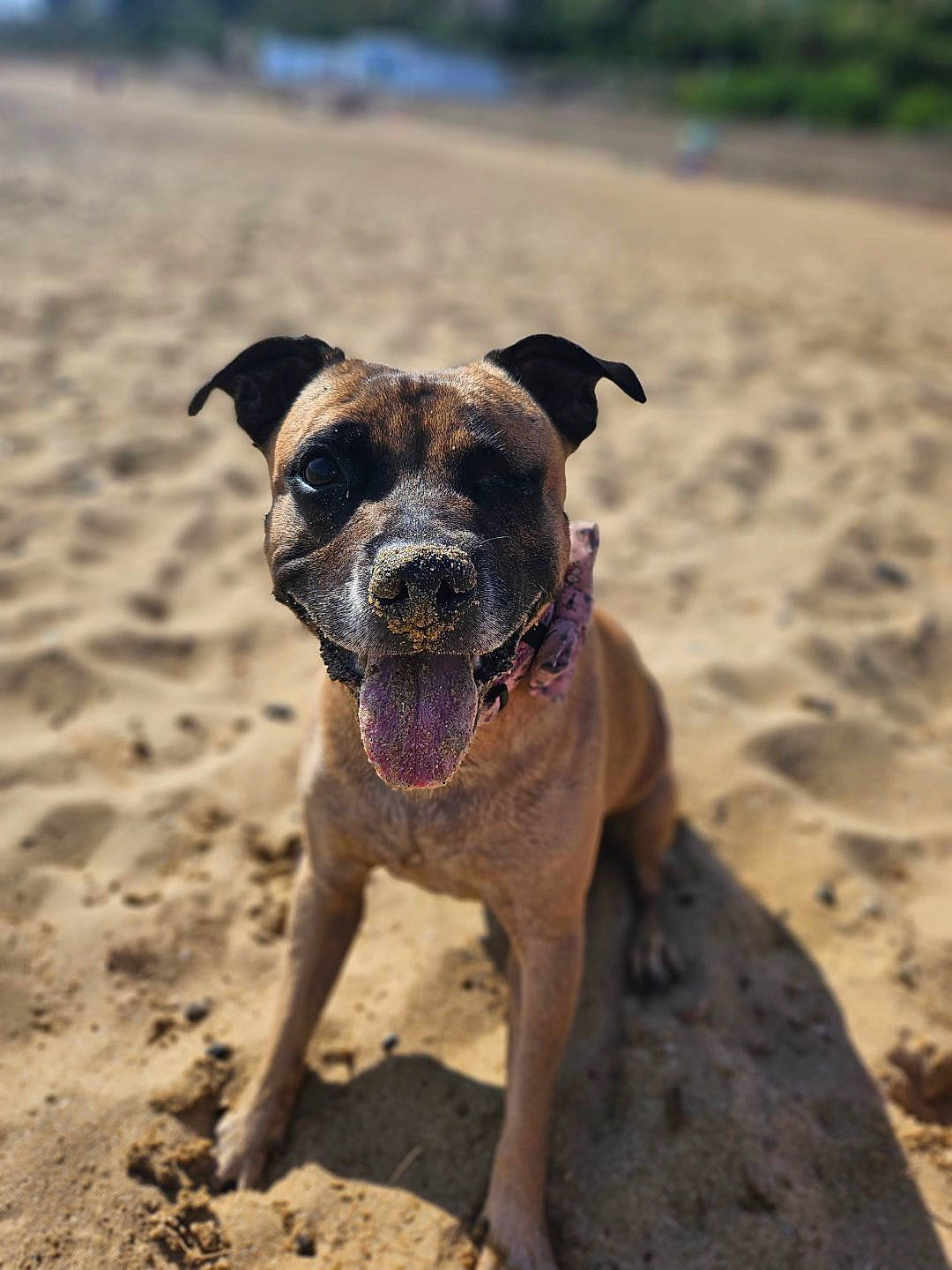 Narley joined the competition — help win amazing prizes! beach, boxer, canidae, carnivore, collar, companion_dog, dog, dog_breed, dog_collar, fawn, landscape, molosser, plant, sand, snout, soil, sporting_group, terrestrial_animal, working_animal, working_dog