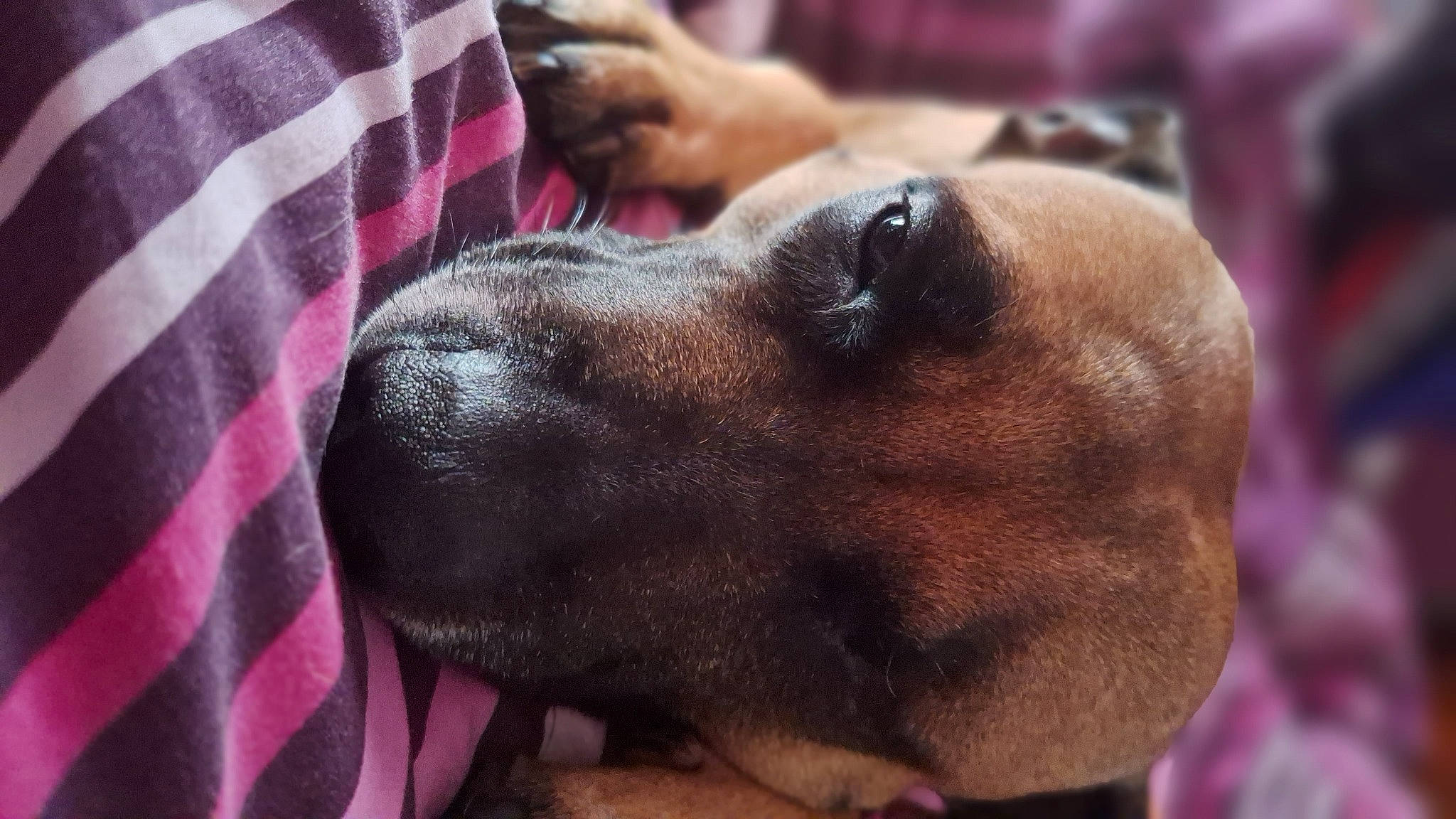 Narley is registered to the contest to win money with this photo: canidae, carnivore, collar, comfort, companion_dog, dog, dog_breed, ear, fawn, fur, guard_dog, liver, nail, pattern, plaid, snout, sporting_group, tartan, whiskers, working_animal