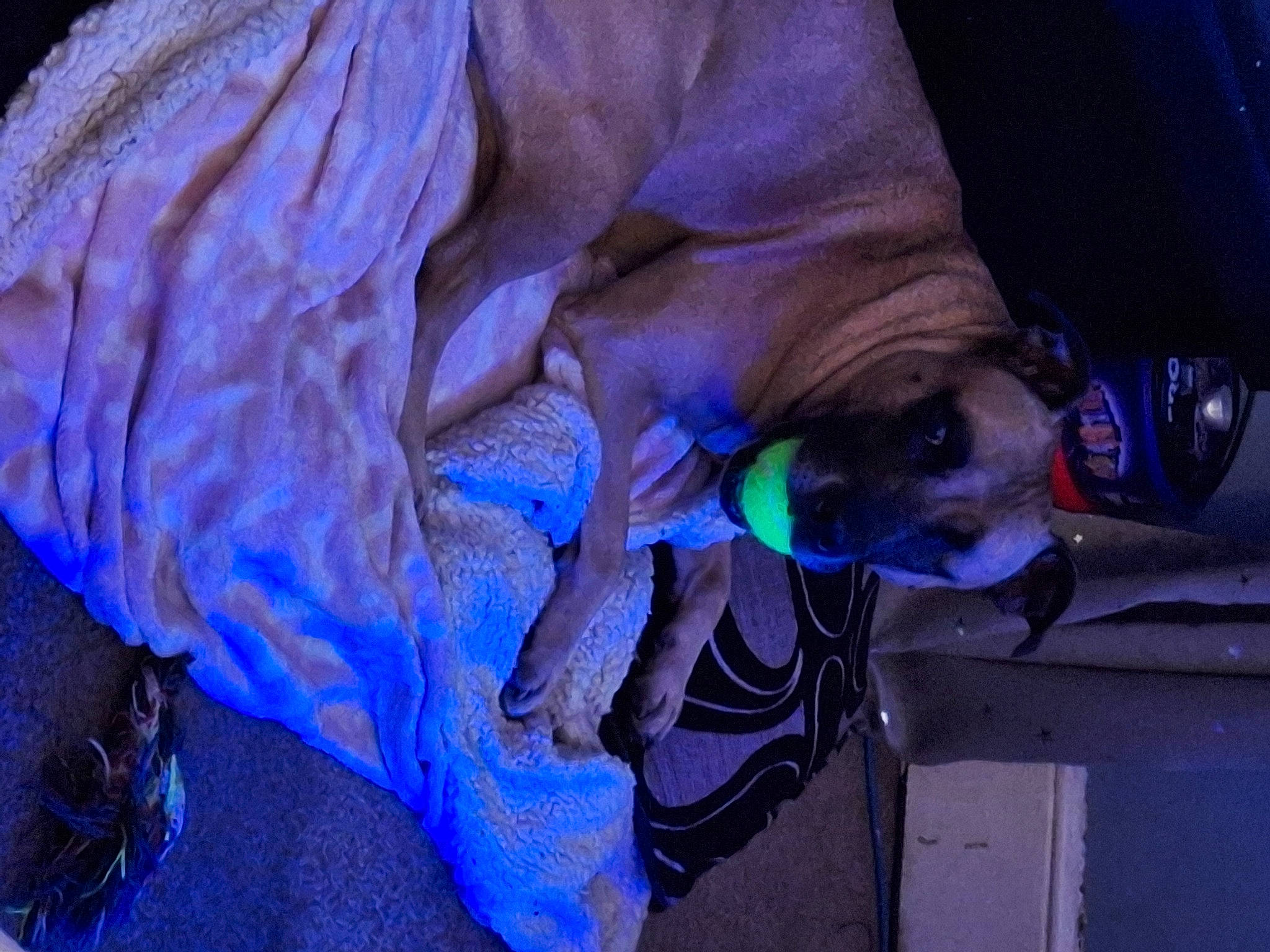 Narley is registered to the contest to win money with this photo: canidae, carnivore, dog, dog_breed, door, electric_blue, fawn, fur, magenta, pet_supply, plant, purple, snout, sporting_group, sunglasses, tree, violet, water, working_animal, wrinkle