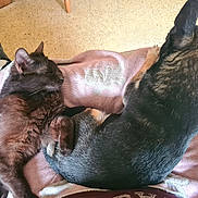 Athena a rejoint le concours — aidez-le/la à gagner de superbes lots ! black_cat, small_dog, lap, towel, indoor, resting, snuggling, pet, animal, fur, sleeping, cozy, floor, footwear, relaxing, companion, domestic, cute, friendly, warm