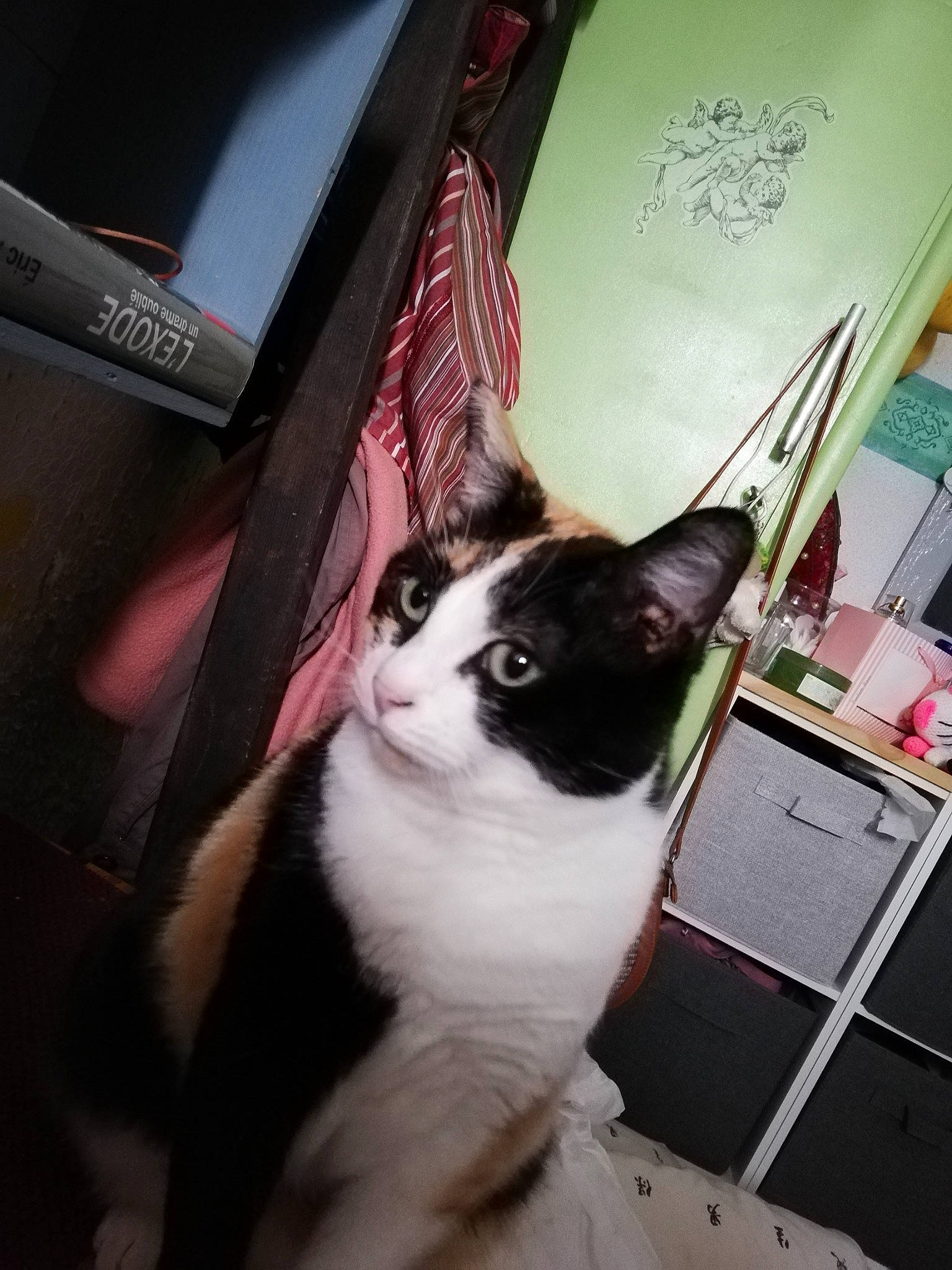 Jaz participe au concours pour gagner de l'argent avec cette photo : box, carnivore, cat, domestic_short_haired_cat, felidae, fur, paw, room, small_to_medium_sized_cats, snout, tail, whiskers