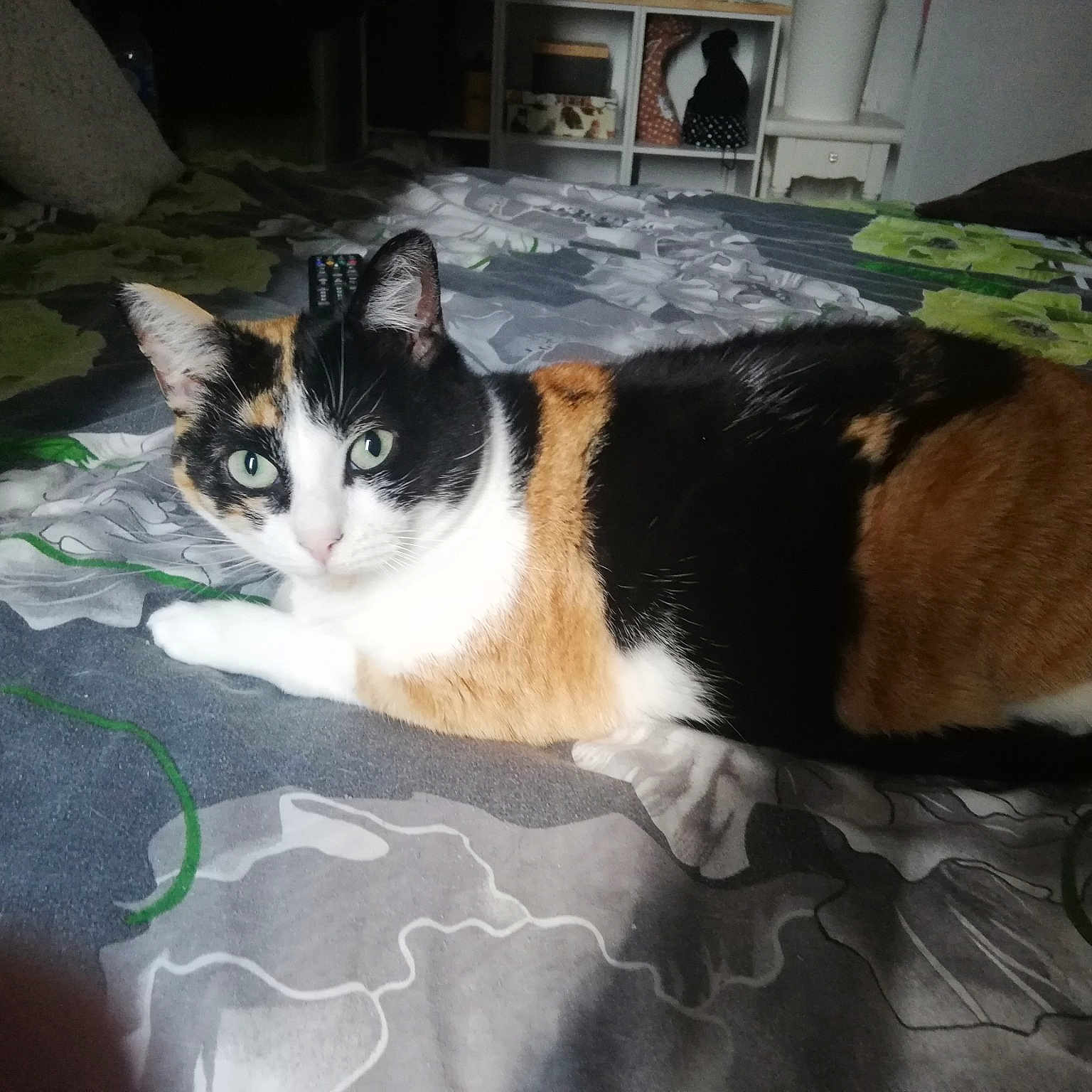 Jaz