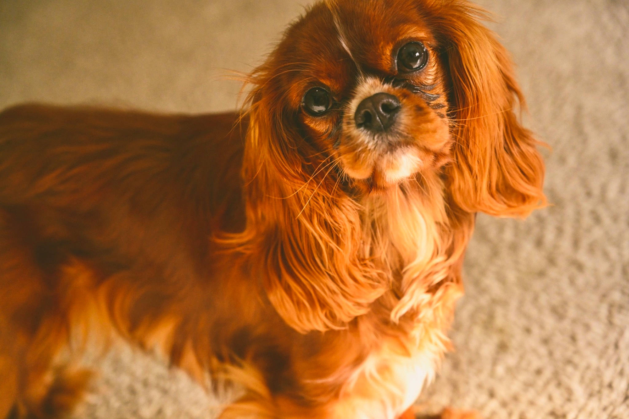 Vegas is registered to the contest to win money with this photo: canidae, carnivore, close_up, companion_dog, dog, dog_breed, dog_supply, fawn, fur, hair, japanese_chin, liver, snout, sporting_group, terrestrial_animal, tibetan_spaniel, toy_dog, whiskers, working_animal