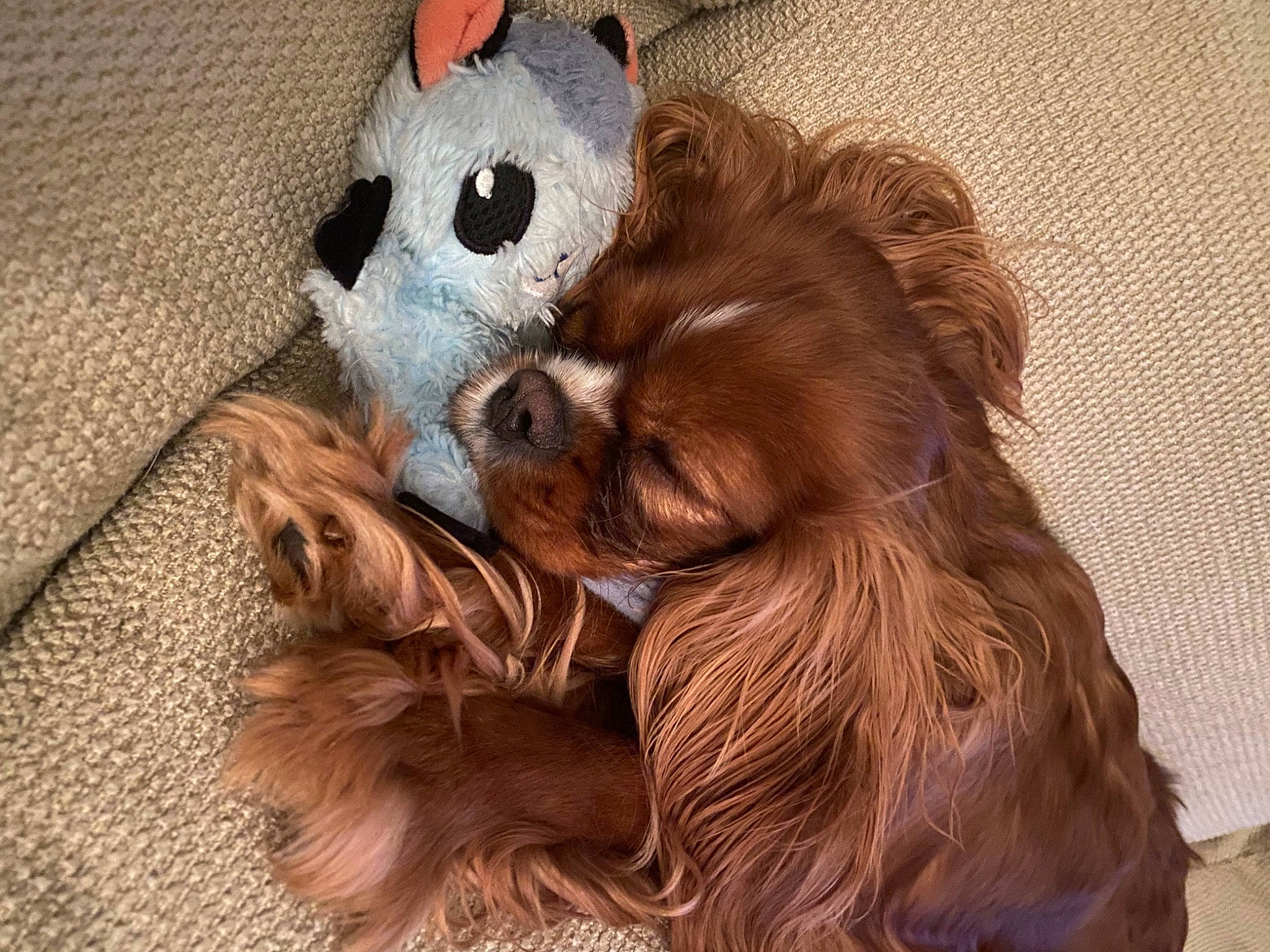 Vegas joined the competition — help win amazing prizes! carnivore, companion_dog, dog, dog_breed, dog_clothes, dog_supply, fawn, felidae, fur, liver, small_to_medium_sized_cats, snout, sporting_group, sunglasses, tail, toy, toy_dog, whiskers, wood, working_animal