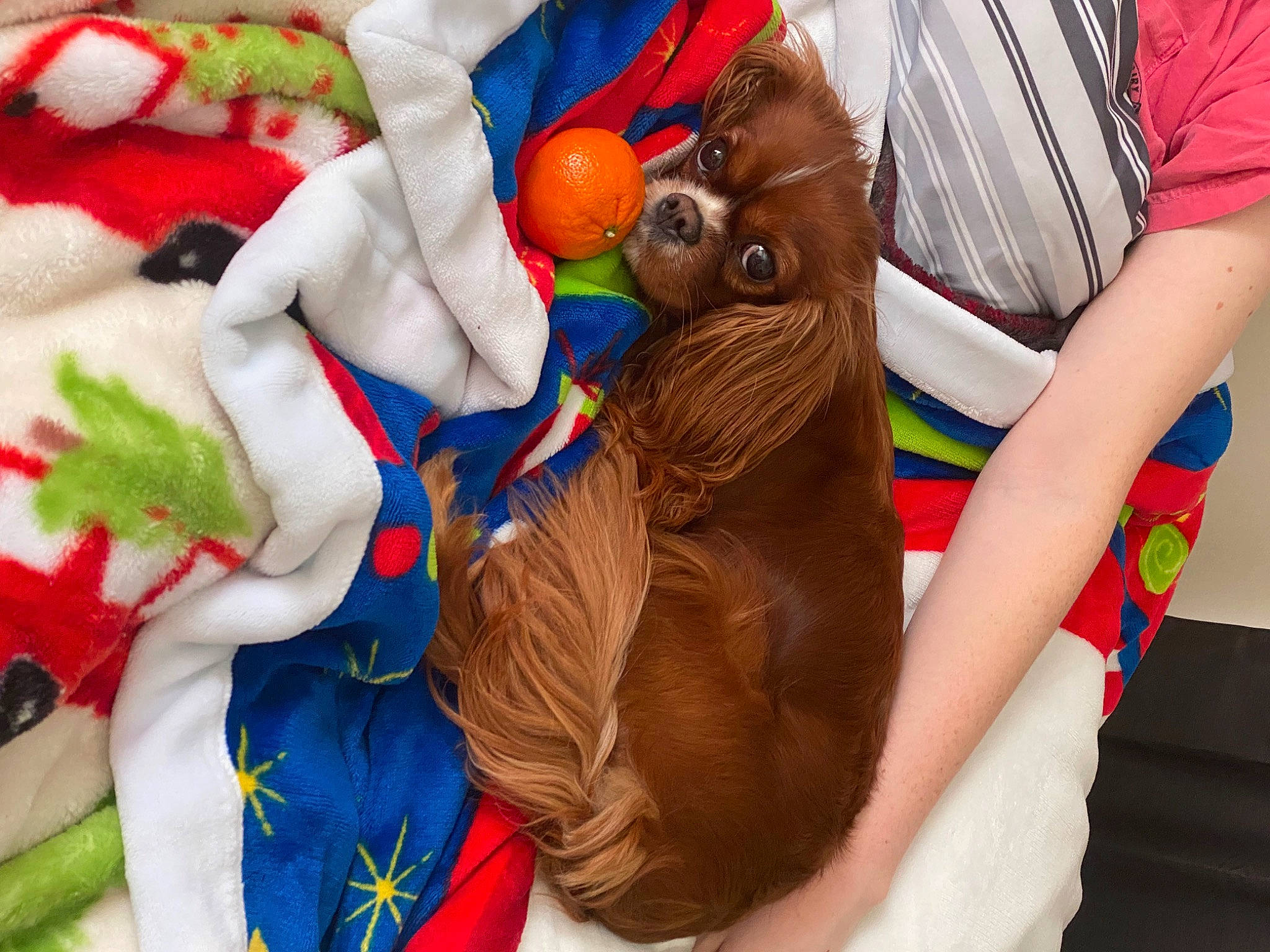 Vegas joined the competition — help win amazing prizes! abdomen, canidae, child, event, fashion_accessory, fawn, fictional_character, fun, fur, happy, human_leg, leisure, nail, party_supply, play, plush, stuffed_toy, toy, tradition, working_animal