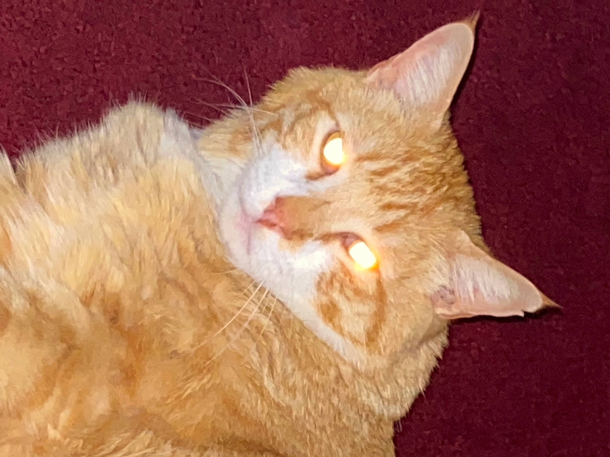 Monkey joined the competition — help win amazing prizes! carnivore, cat, claw, domestic_short_haired_cat, ear, event, fawn, felidae, fur, paw, peach, small_to_medium_sized_cats, snout, tail, whiskers, wood