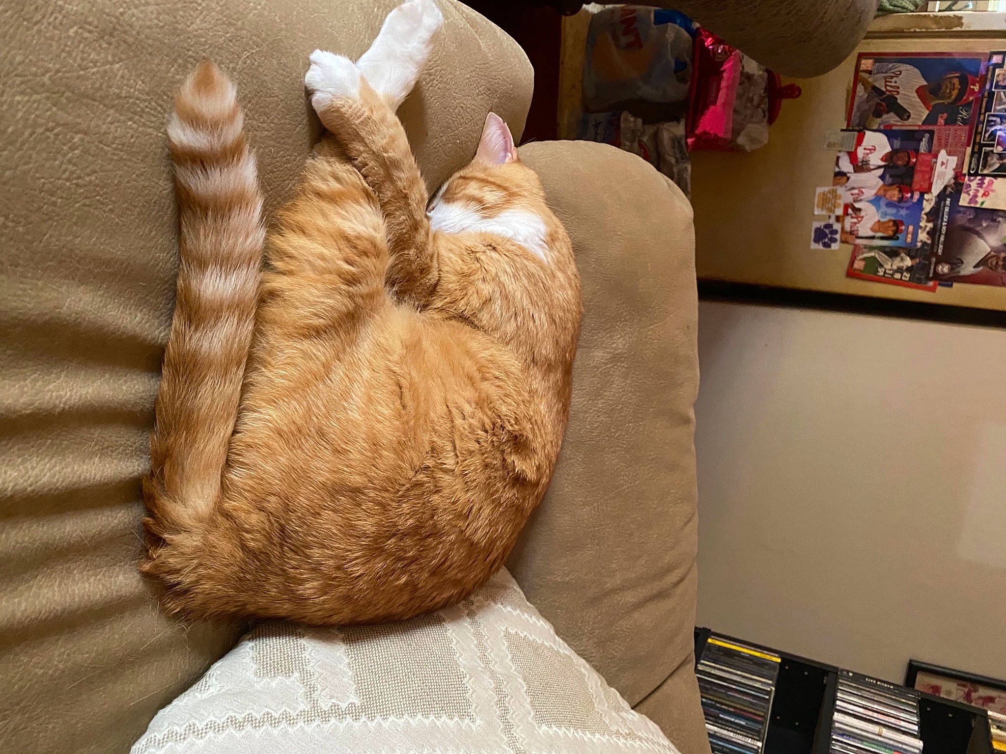 Monkey is registered to the contest to win money with this photo: art, carnivore, cat, comfort, companion_dog, couch, fawn, felidae, fur, fur_clothing, human_leg, linens, room, small_to_medium_sized_cats, sporting_group, tail, textile, whiskers, wood, wool