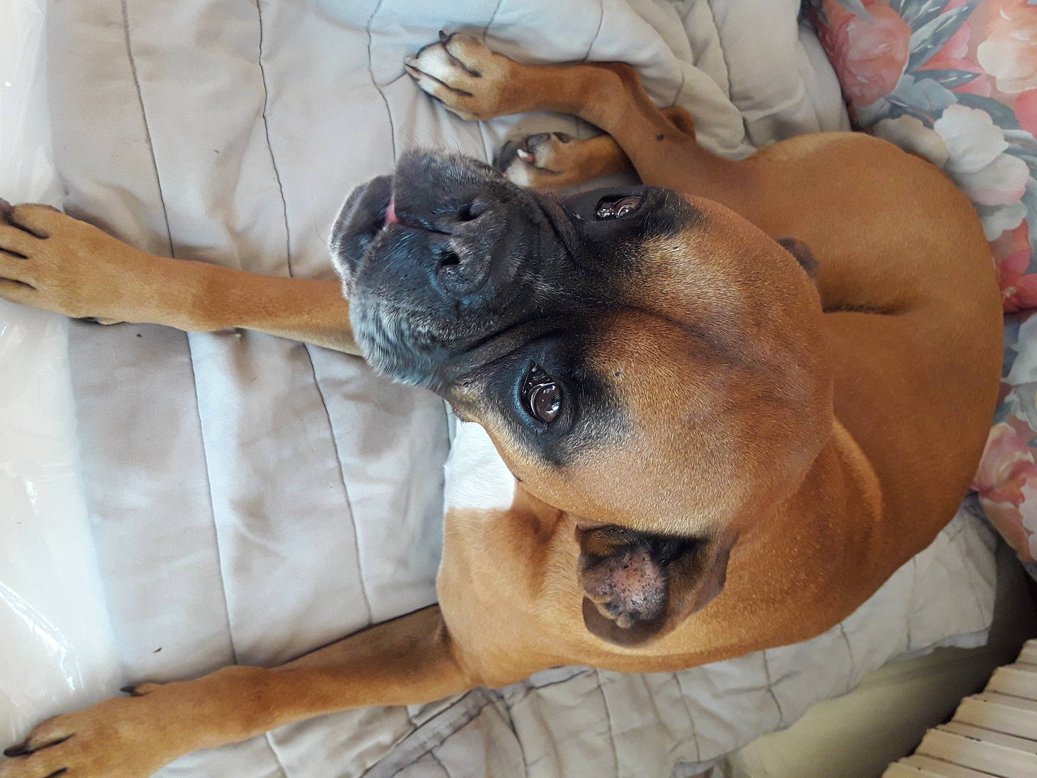 Mako a rejoint le concours — aidez-le/la à gagner de superbes lots ! canidae, carnivore, comfort, companion_dog, dog, dog_breed, ear, fawn, foot, fur, non_sporting_group, paw, puppy, snout, sporting_group, terrestrial_animal, toy_dog, whiskers, working_animal, wrinkle