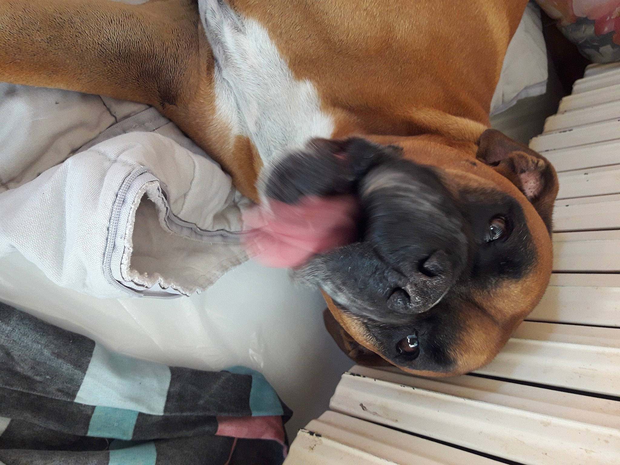 Mako a rejoint le concours — aidez-le/la à gagner de superbes lots ! boxer, canidae, carnivore, collar, comfort, companion_dog, dog, dog_breed, ear, fawn, fur, human_leg, liver, nap, non_sporting_group, snout, sporting_group, whiskers, wood, working_animal