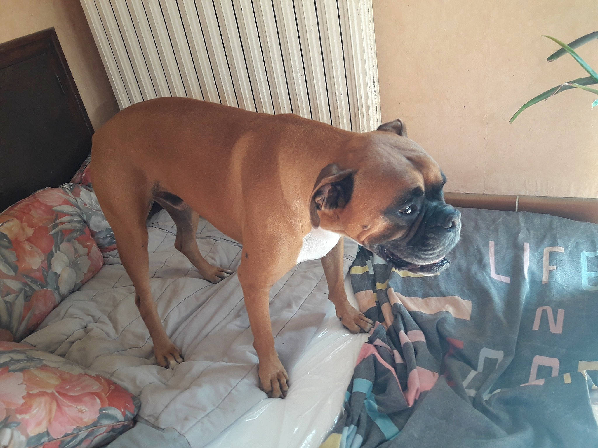 Mako participe au concours pour gagner de l'argent avec cette photo : boxer, canidae, carnivore, comfort, companion_dog, dog, dog_breed, dog_supply, fawn, non_sporting_group, pet_supply, plant, sporting_group, tail, working_animal, working_dog