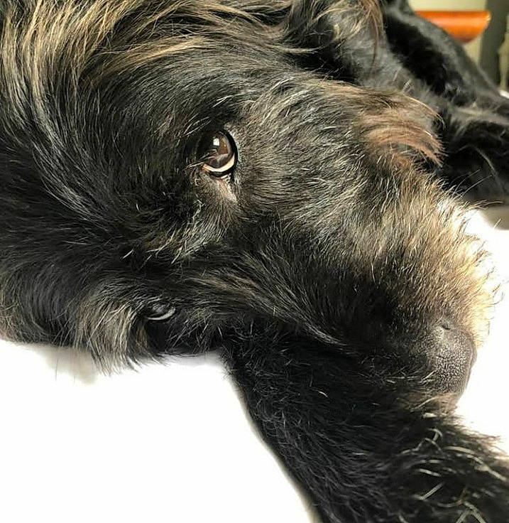 Piper participe au concours pour gagner de l'argent avec cette photo : canidae, carnivore, companion_dog, dog, dog_breed, ear, fur, liver, snout, sporting_group, whiskers, working_animal