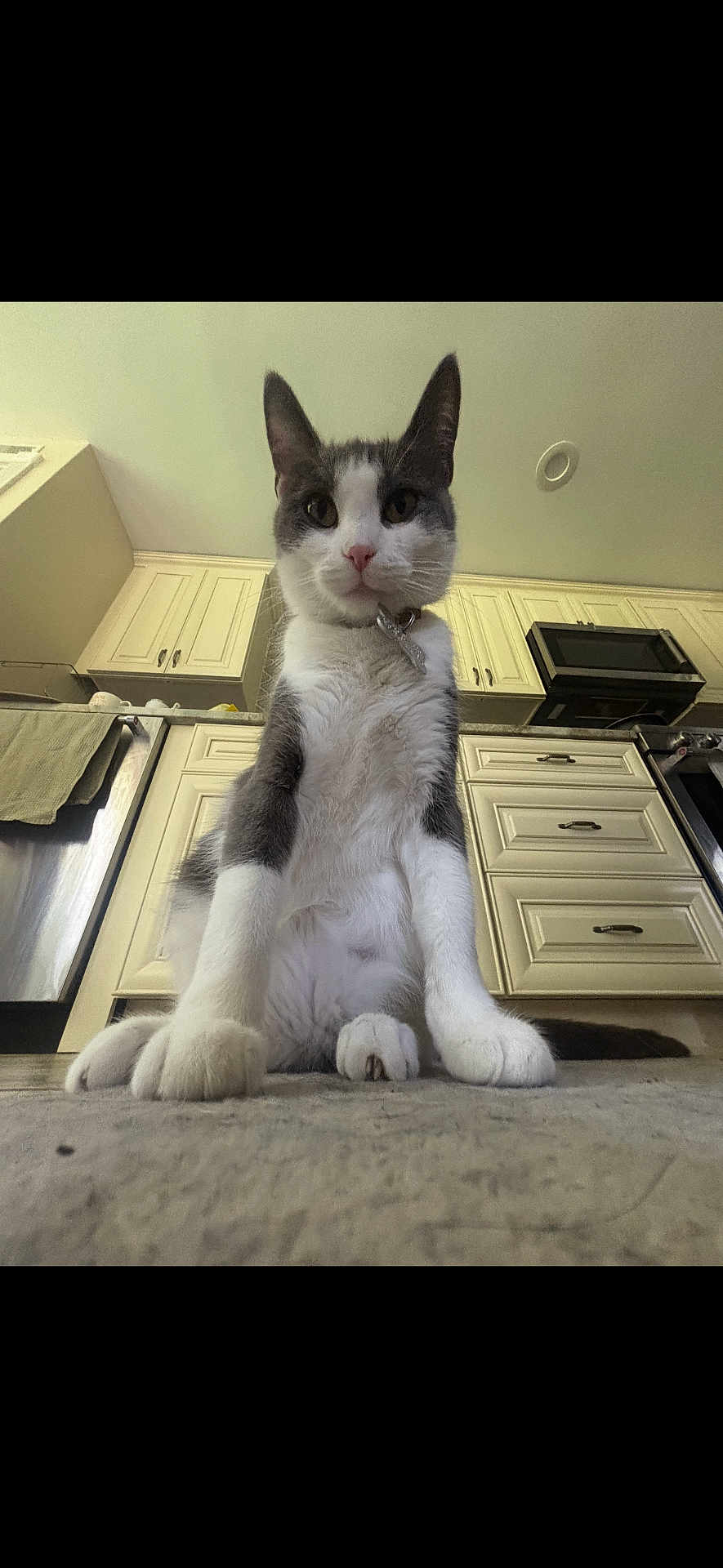 Bebe