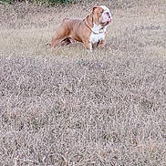 Alcorn is registered to the contest to win money with this photo: dog, bulldog, grass, yard, outdoor, pet, animal, fence, brown, white, canine, standing, nature, guarding, serious, mammal, domestic, field, plant, daytime