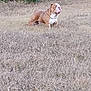 animal, brown, bulldog, canine, daytime, dog, domestic, fence, field, grass, guarding, mammal, nature, outdoor, pet, plant, serious, standing, white, yard