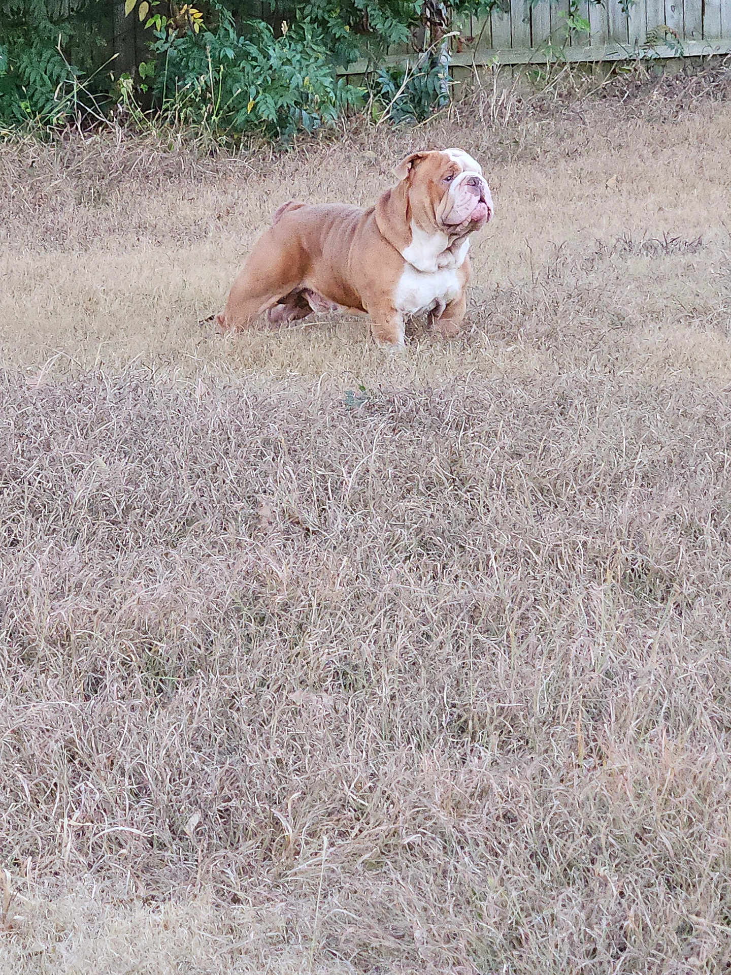 Alcorn is registered to the contest to win money with this photo: dog, bulldog, grass, yard, outdoor, pet, animal, fence, brown, white, canine, standing, nature, guarding, serious, mammal, domestic, field, plant, daytime