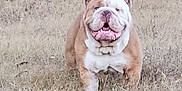 Alcorn is registered to the contest to win money with this photo: bulldog, dog, animal, pet, grass, field, outdoor, smiling, running, happy, nature, mammal, canine, fur, playful, daytime, closeup, brown, white, tongue